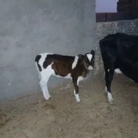 گاو و گوساله