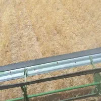 گندم دیم رقم باران