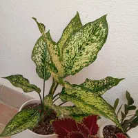 گل طبیعی با گلدان سرامیکی|گل و گیاه طبیعی|زنجان, |دیوار