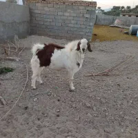 فروش چپش و قوچ در قلعه گنج