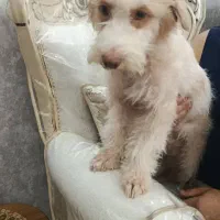 واگذاری سگ رایگان