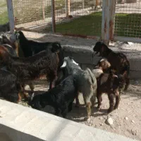 بز زاییده|حیوانات مزرعه|بهبهان, |دیوار