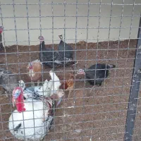 فروش مرغ و خروس گلین و بوقلمون|حیوانات مزرعه|سنندج, |دیوار