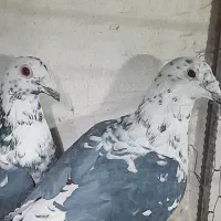 کبوتر|پرنده|سبزوار, طبرسی (جعفرآباد)|دیوار