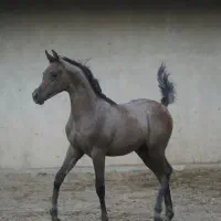 کره نریان دو سر زیبایی