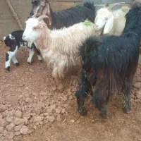 بزوچبش|حیوانات مزرعه|مرودشت, ده بید|دیوار