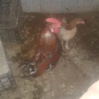 ی سلام مرغ وخروسی خوبی هستن من به علت اسباب کشی