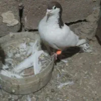 کفترخال‌وچپ‌وطوقی‌‌