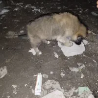 واگذاری توله ماده|سگ|رشت, حومه رشت|دیوار