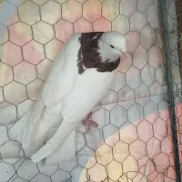 کفتر|پرنده|زرند, |دیوار