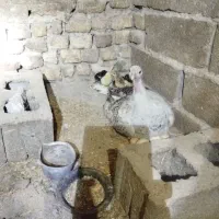 بوقلمون کرچ باتخم بوقلمون نطفه داربا جوجه