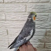 یک جفت عروس هلندی مولد|پرنده|شاهینشهر, گرگاب|دیوار