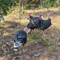 فروشی|حیوانات مزرعه|حویق, |دیوار