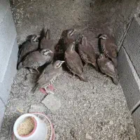 بلدرچین پرورشی