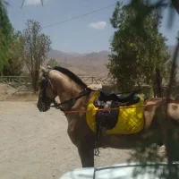 اسب ترکمن