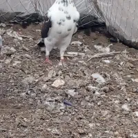 کبوتر پرشی|پرنده|بندر انزلی, بشمن|دیوار