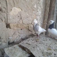 طوقی|پرنده|دهدشت, |دیوار