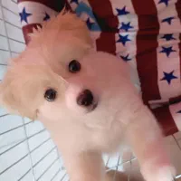 پامر کراس|سگ|شاندیز, |دیوار