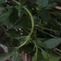 پودر پونه