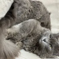 گربه اسکاتیش بریتیش هیمالین پرشین