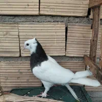 کبوتر طوق سبز