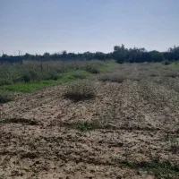 زمین گشاورزی