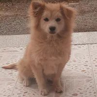 اشپیتز|سگ|ابریشم, |دیوار