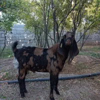 نر بز چهل گل|حیوانات مزرعه|شهرضا, |دیوار