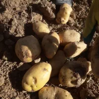 سیب زمینی|عمدهفروشی|سجاس رود, |دیوار