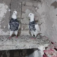 کلفه الماسی سروربهترین نژاد