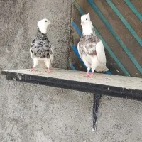 پرنده طوقی حیوانات.بی نقص|پرنده|کرمانشاه, |دیوار