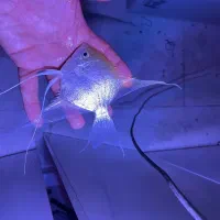 پخش عمده و تک فروشی ماهیان زینتی (ماهیمان)