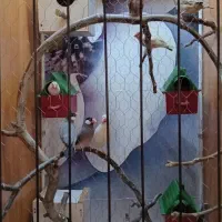 قفس بزرگ با پرنده|لوازم جانبی حیوانات|مشهد, امیریه|دیوار