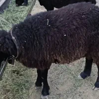 بره نر پرواری