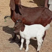 بزکهره بزابستن|حیوانات مزرعه|جیرفت, |دیوار