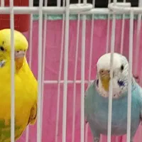 مرغ عشق نر وماده