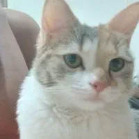 پت خانگی(گربه ۸ماهه)|گربه|خمینیشهر, |دیوار