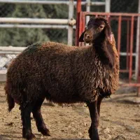 حراج گوسفند