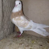 کفتر هما جفت پرشی