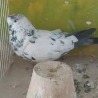 فروش چندتاکبوتر زیبا وسرکله ودار اصیل|پرنده|تهران, شهرآرا|دیوار