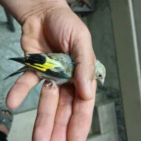 جوجه سهره کال|پرنده|بروجرد, |دیوار