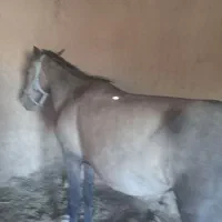 اسب|اسب و تجهیزات اسبسواری|نیشابور, دربقاضی|دیوار