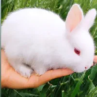 خرگوش های خونگی نازوخوشگل