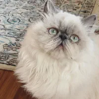 گربه پرشین هیمالین|گربه|بابل, |دیوار