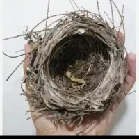 تا قناری