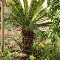 سیکاس با قدمت ۱۰سال، بیش از۲۰ سال و سیکاس گلدانی|گل و گیاه طبیعی|لاهیجان, انقلاب|دیوار