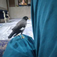 مرغ مینا نر جوان سخن گو|پرنده|گرگان, |دیوار