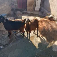 گوساله|حیوانات مزرعه|قروه, |دیوار