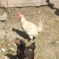 مرغ لاری