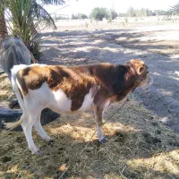 گوساله نر سیمینتال اصل|حیوانات مزرعه|جازموریان, |دیوار